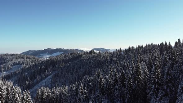 Aerial Video of Mountain Forest covered in Snow on a Sunny Winter Day with Blue Clear Sky, Drone