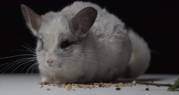 Close Up of a Cute Chinchilla with Long Whiskers Sitting on Some Grains