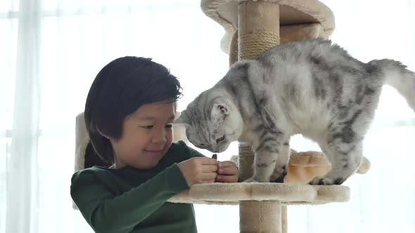 Cute Asian Child Feeding American Shorthair Cats At Home Slow Motion 5