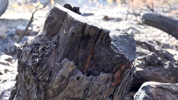 Black Tree Trunk and Branch With Ash After a Forest Fire