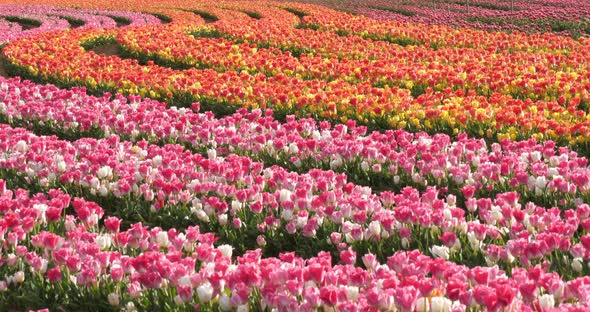 Tulips field in the Provence, Alpes de Haute Provence, France