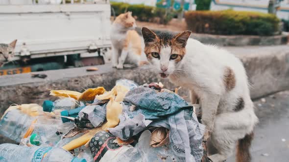 Stray Shabby Cats Eat Rotten Food From a Dirty Dumpster Poor Africa Zanzibar