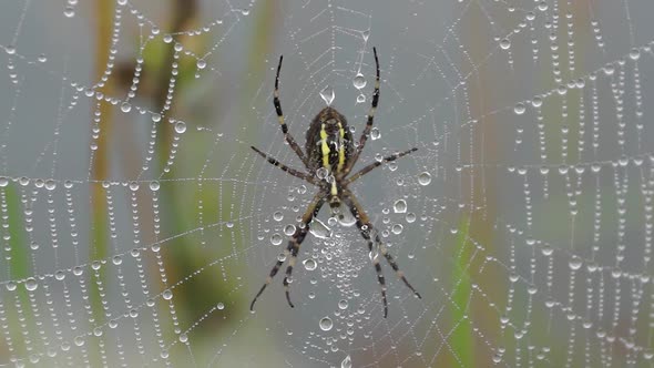 2021.08.12_4 Spider-wasp. Spider and spider web in dew in heavy fog at dawn.