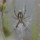 2021.08.12_4 Spider-wasp. Spider and spider web in dew in heavy fog at dawn. - VideoHive Item for Sale