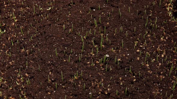 Wheatgrass Growing Time Lapse