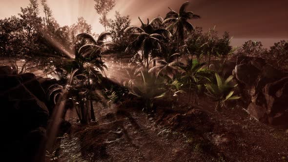 Sunset Beams Through Palm Trees alt