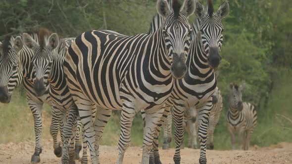 Tilt revealing herd of zebras in gravel road in Africa