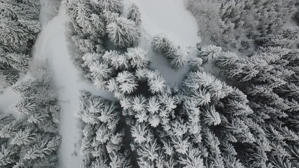 Drone Flight Over Snow Covered Tree Tops In Forest