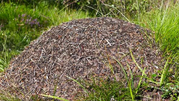 Ant colony in Jotunheimen National Park 