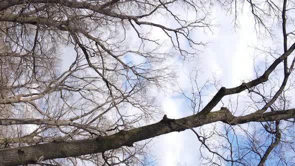 Vertical Video of the Forest with Trees Without Leaves