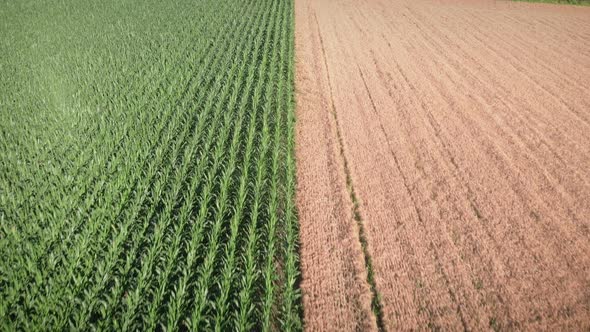 Flying between wheat and corn fields