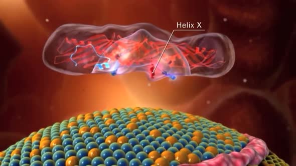 Phospholipids make the cell membrane selectively permeable