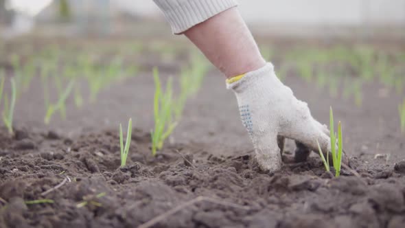 Closeup View of a Hand in Glove Cleaning Soil Around the Plants