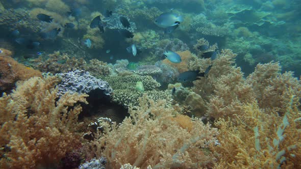 Coral Reef and Tropical Fish. Camiguin, Philippines