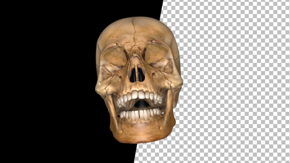 3d Skull of Skeleton Laugh
