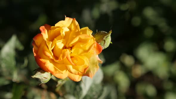 Gentle  orange garden Rose flower slow-mo  1920X1080 HD footage - Slow motion of beautiful perennial