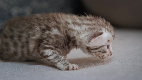 Close Up View of Portrait of a Small Newborn Gray Kitten is Sitting Alone