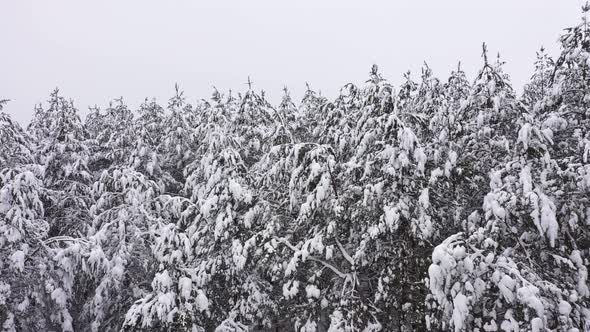 The Landscape Winter Forest in Cloudy Weather Day White Background