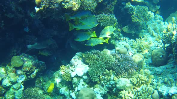 Blackspot Snapper (Lutjanus Ehrenbergii) Red Sea Sharm El Sheikh