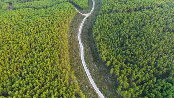 Mysterious Trail in the Forest Filmed on a Drone