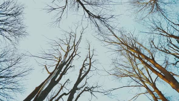 Looking up, spinning under the tree tops, in slow motion.