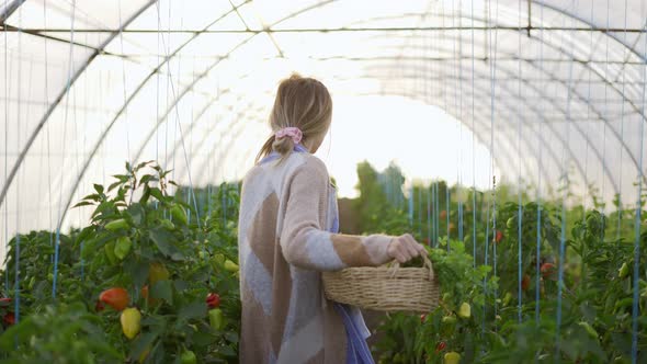 Woman Farmer Working at Greenhouse Walking with Basket Full of Vegetables