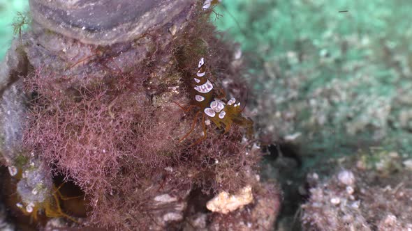 Orange Squat shrimp walking on sea anemone on a coral reef.