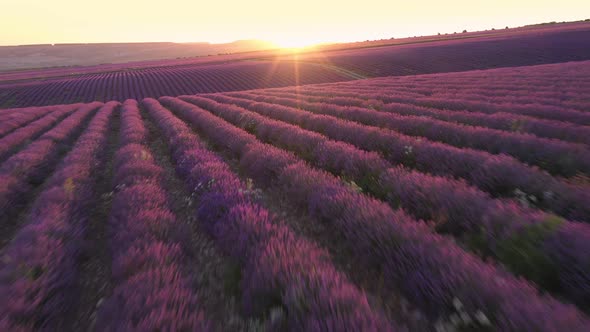 Lavender Fields Herb Farm Aerial Drone Fly