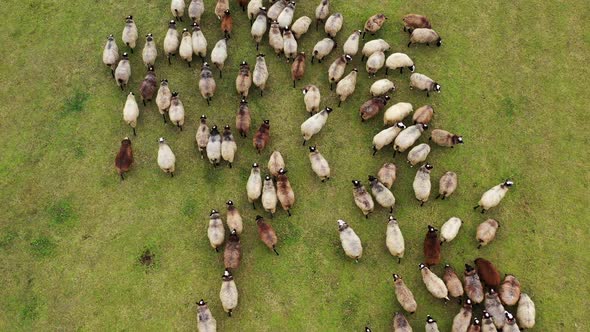 Sheep on meadow in sunny day. Beautiful sheep herd grazing on field. 