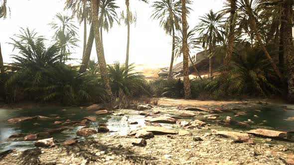 Oasis in the Middle of the Desert with a Lot of Trees alt
