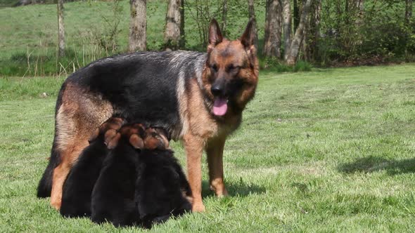 750054 Domestic Dog, German Shepherd Dog, Female standing on Grass, three Cubs suckling, Real Time