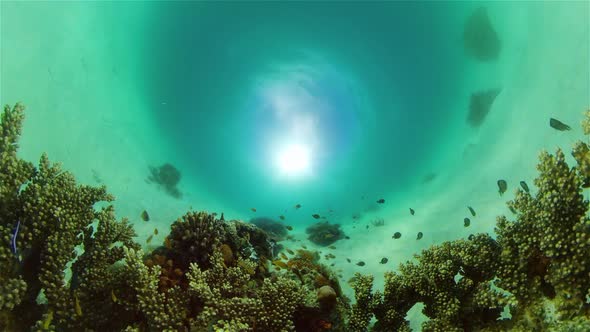 Coral Reef and Tropical Fish Underwater