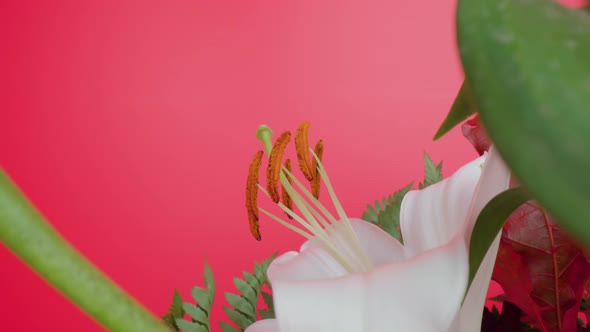 Pistils and Stamen Among White Lily Petals Against Pink Wall