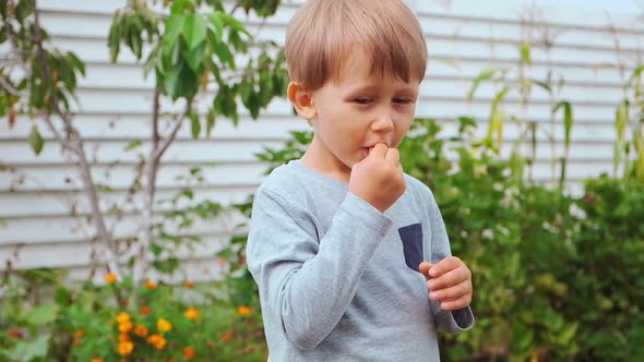 Child 4 Years Old Holding and Eating Raspberries in Backyard