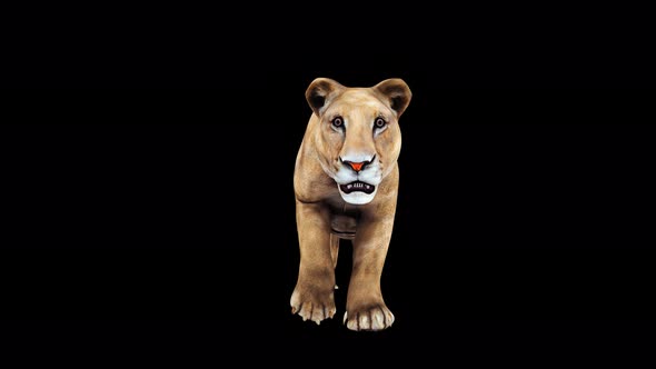 4K Lioness Walk Front View