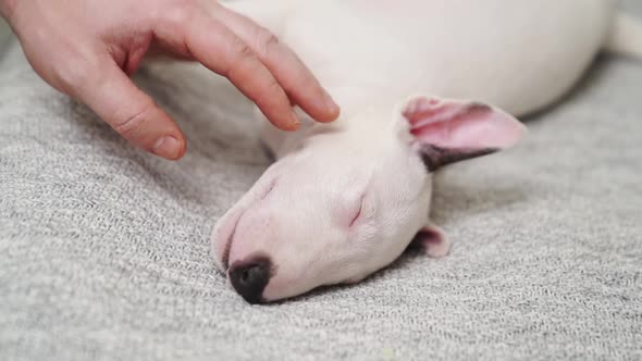 a Man's Hand Strokes a Mini Bull Terrier Puppy Sleeping on a Gray Blanket