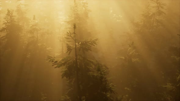 Aerial Sunrays in Forest with Fog