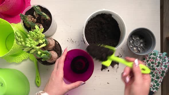 The Woman Pours Soil Into The Pot. Transplantation Of Primroses After Purchase.