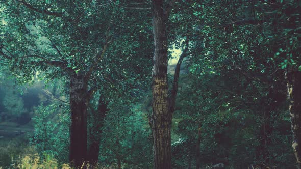 Misty Morning in the Woods alt