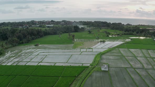 Aerial View of the Green Rice Fields with the Blue Sunset Sky Reflected in the Water Against the