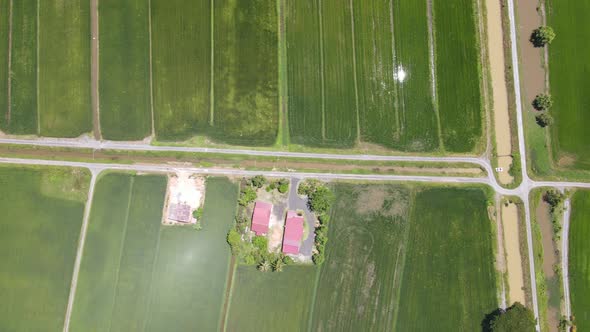 The Paddy Rice Fields of Kedah and Perlis, Malaysia