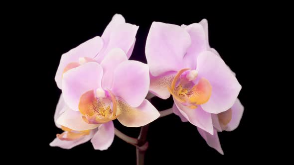 Blooming Pink Orchid Phalaenopsis Flowers