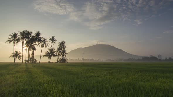 Timelapse sun ray over the coconut tree in paddy field
