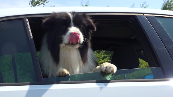 A Border Collie Looks Out a Car Window - Closeup