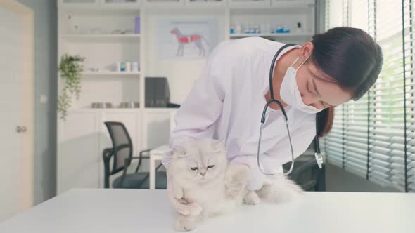 Asian veterinarian examine cat during appointment in veterinary clinic.