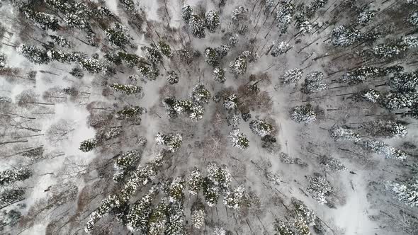 Aerial View of Snowy Winter Forest and Trees