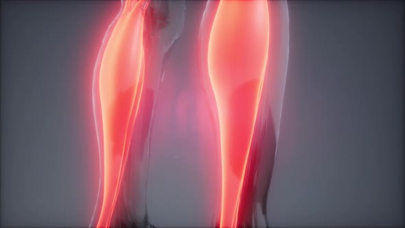 Gastrocnemius- Visible Muscle Anatomy Map alt