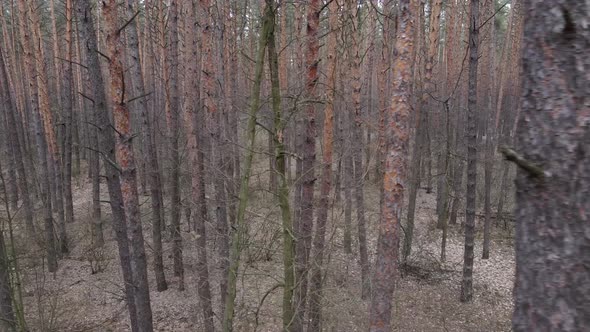 Trees in a Pine Forest During the Day Aerial View