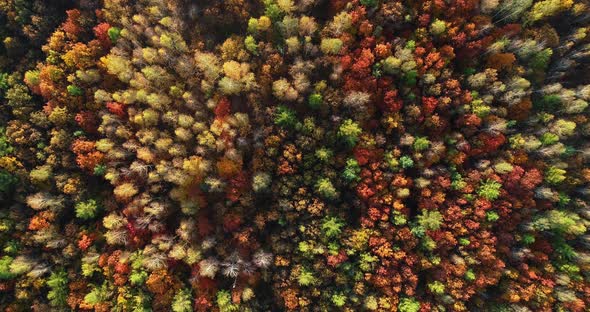 Autumn Forest - Aerial Views
