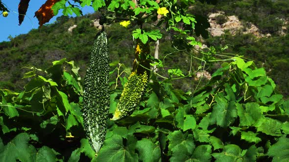 Bitter Gourd hanging in plant. Bitter Gourd Farm. Vegetable farm. Agriculture.